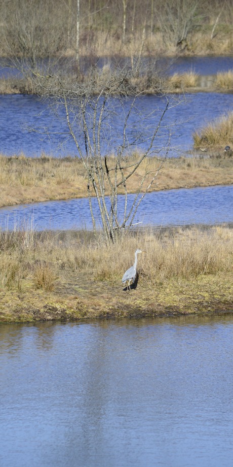 rijger aan het water 