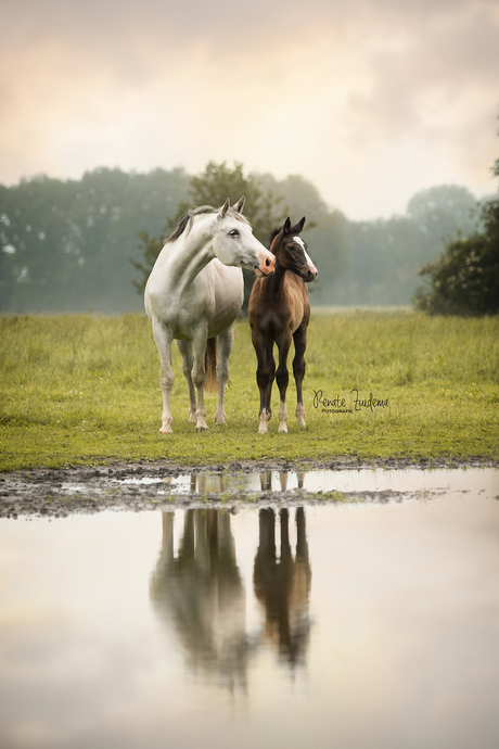 Merrie & veulen 