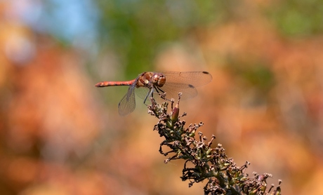 Bruinrode Heidelibel