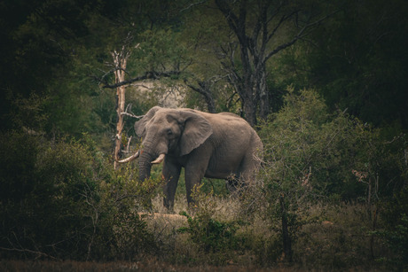 Olifant