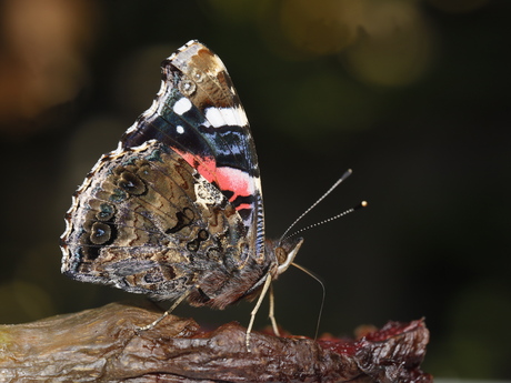 Atalanta vlinder