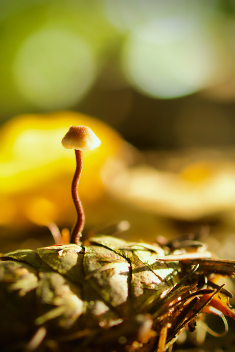 De kegelmycena. 