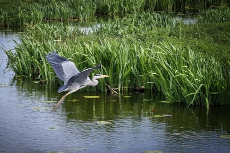 Blauwe reiger