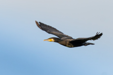 Aalscholver in vlucht 