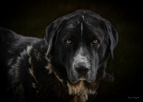 Hond met gele ogen