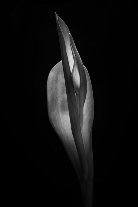 Tulp 03