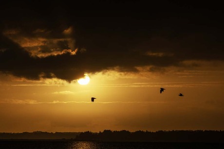 Zonsopkomst met vogels