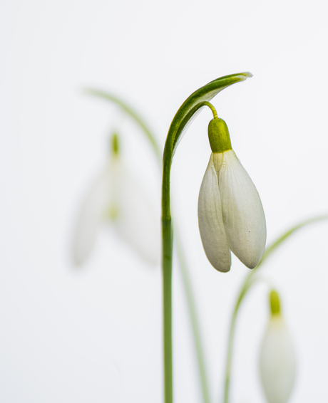 Bloementuin ' De Kleine Boerderij' Belgi"e
