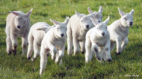 "Lammetjes stampede..."