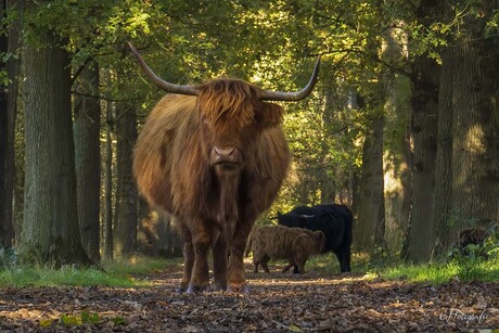 Familie tafereeltje