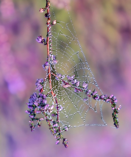 Spinnenweb heide