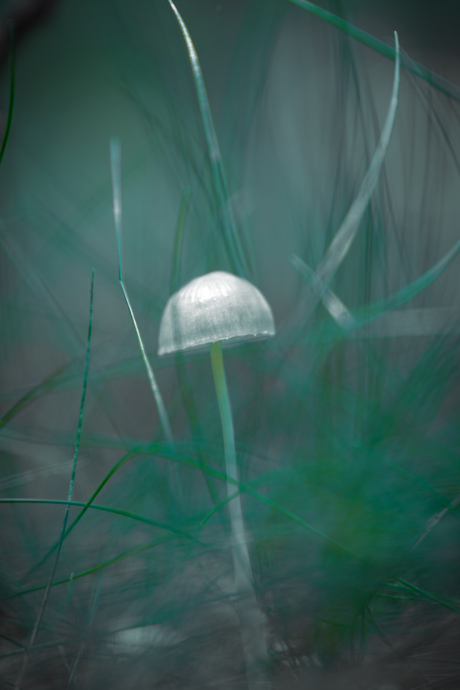 Motion surrounding a fragile mushroom 