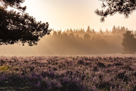 Vroege ochtend met mist op de paarse heide