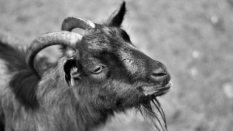 goat's head 