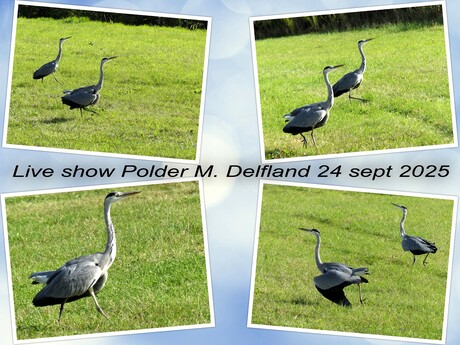 Collage   LIVE show  Kraaienest  Grutto plas  op 24 sept 2025  