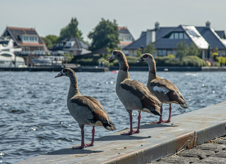 trio