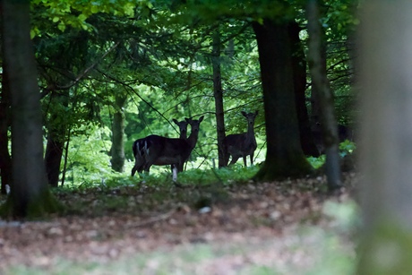 Teutoburger wald