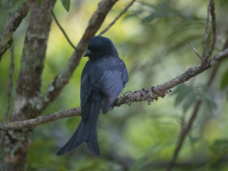  WHITE-BELLIED DRONGO