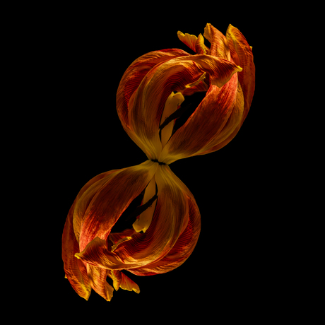 Tulpenkop