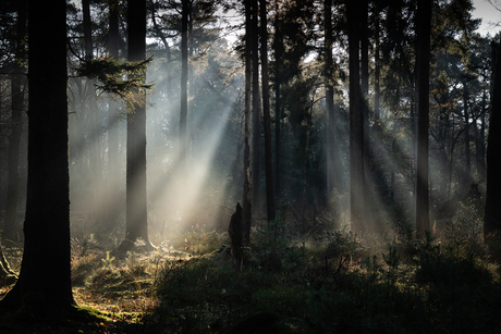 Mensingebos straalt!