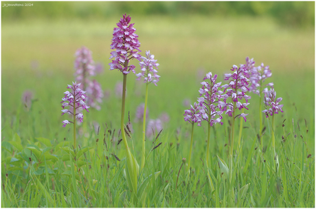 Purperorchishybride tussen de Soldaatjes
