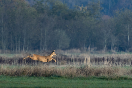 Bruin reetje op de hei!