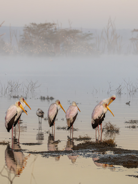 Afrrikaanse Nimmerzatten