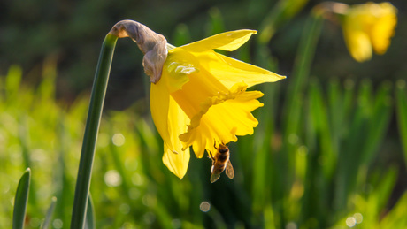 Narcis met wesp in januari