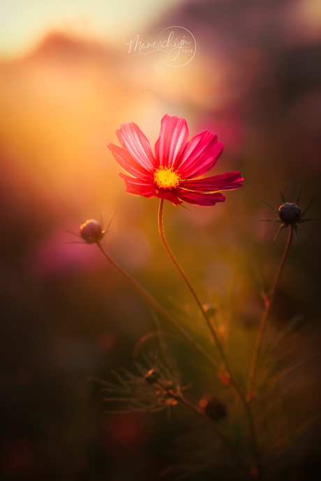 Stralende Cosmea in de ondergaande zon, op een prachtig bloeiende akkerrand