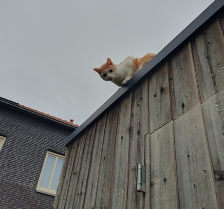 Nieuwsgierigheid op het dak