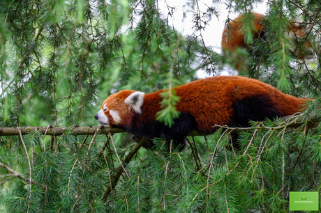 Rode panda