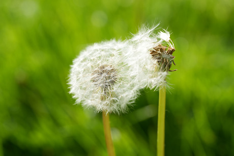 blowing in the wind