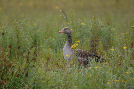 Grauwe gans