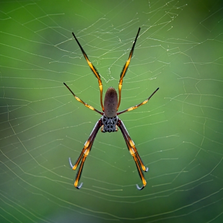 Golden Orb Weaving Spider