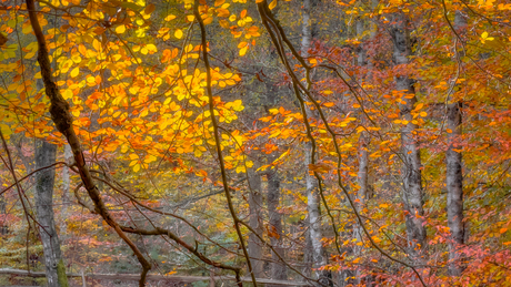 Herfst in Amerongse bos