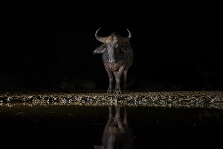 Afrikaanse buffel bij de drinkplaats