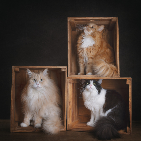 katten in kisten