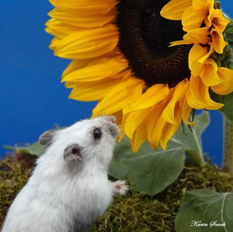 "Stop and smell the...sunflowers...?"