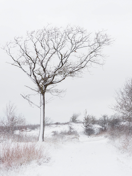 Winterlandschap Zuid Holland