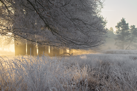 De zon doorbreekt de ruige rijp in het landschap