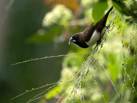 White-rumped Munia