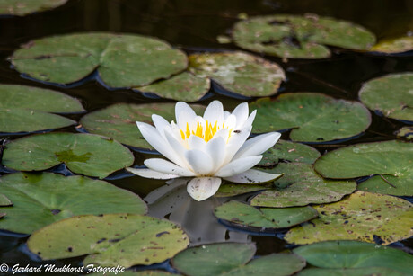 Witte Waterlelie