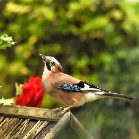 Gaai in de tuin.....schuw