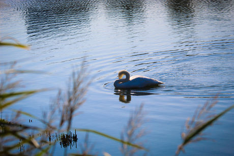 zwaan in het kanaal