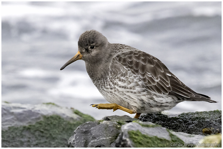 Paarse strandloper