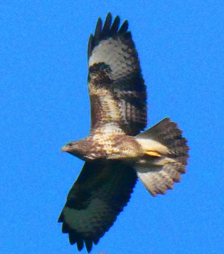 Buizerd