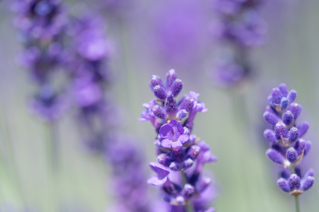 Lavendel