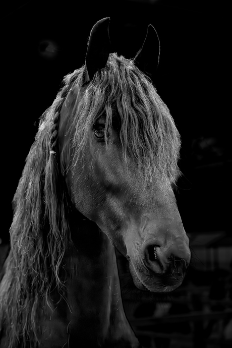 Black Beauty