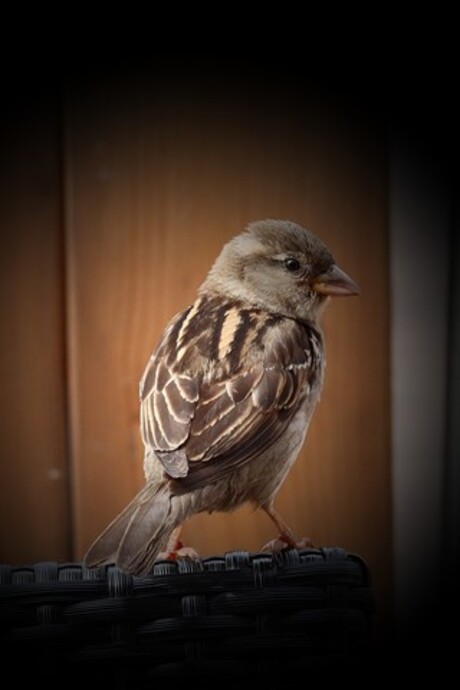 Visitor.