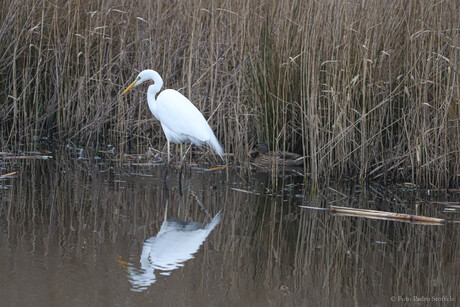 Zilverreiger